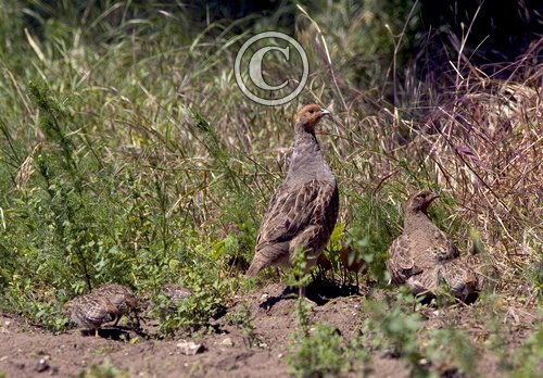 Grey Partridge Chicks.
